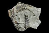 Pennsylvanian Fossil Fern (Neuropteris) Plate - Kentucky #154675-1